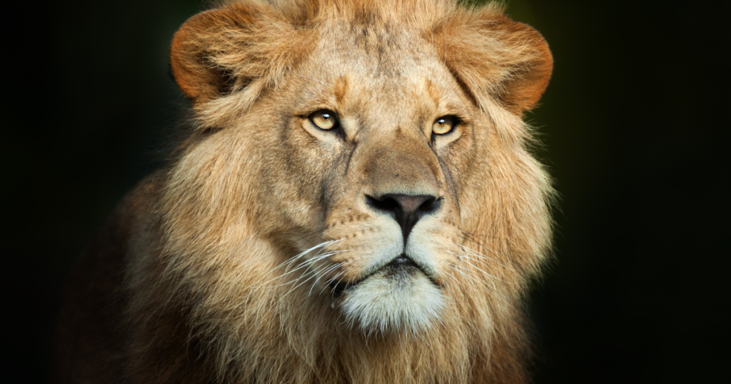 Essay artwork for 'Replace Your Inner Critic with Your Inner Advocate'